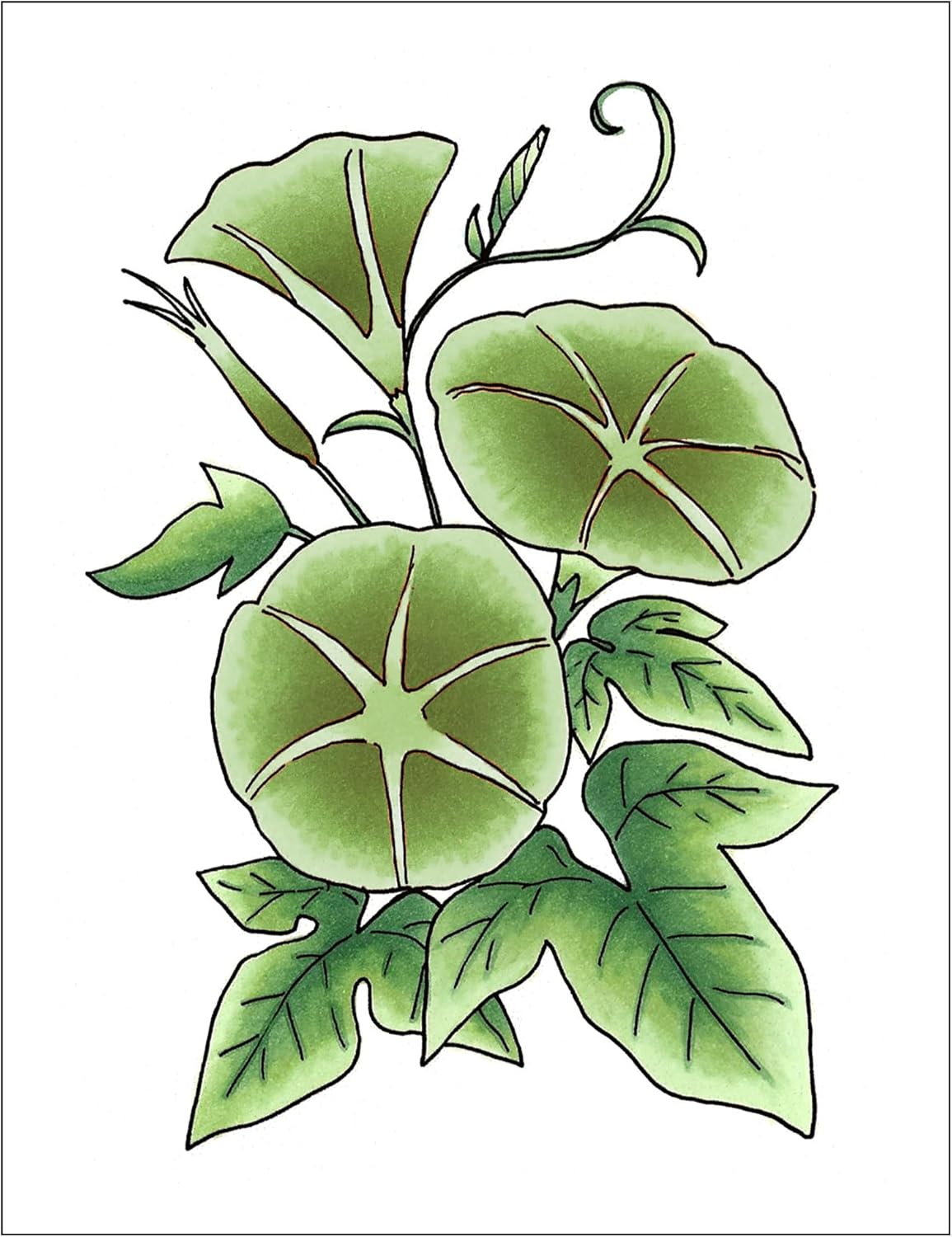 Copic Sketch, Alcohol Markers, Dual Brush Tip Art Marker for Adults, Permanent Ultra Blendable Sketch Markers for Coloring Drawing & Illustration Art - 3pc Set, Color Fusion #5, Green