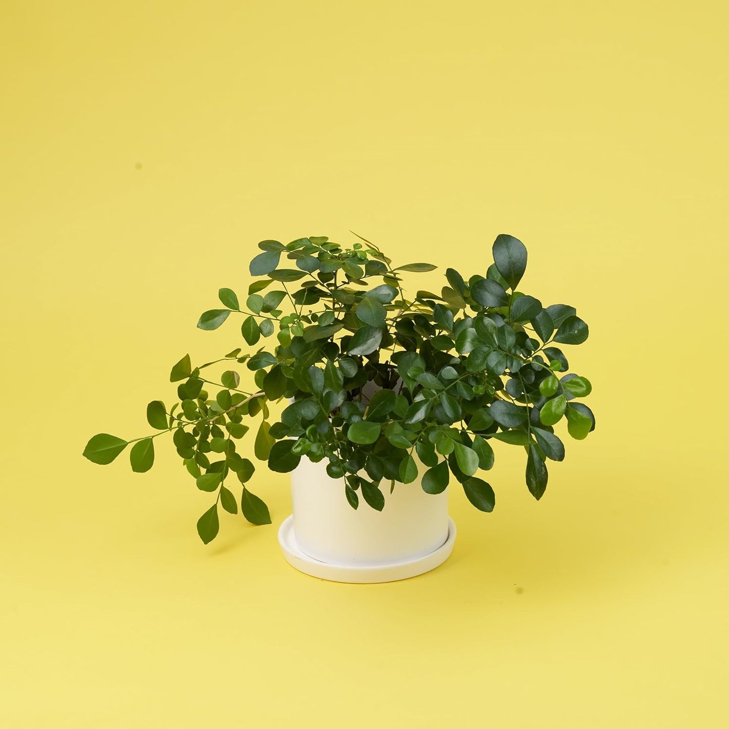 Seamless Photography Background Paper Roll, Blue Photo Paper Backdrop for Photography, Video and Streaming (Forsythia Yellow, 53" x16')