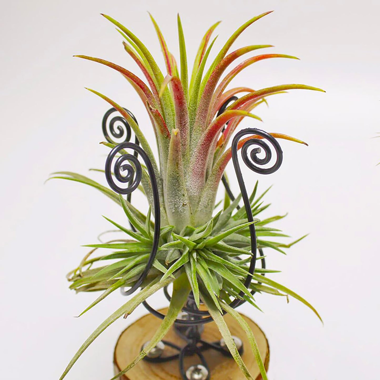 12 Gauge Aluminum Craft Wire, 2mm×30Yards Bendable Metal Craft Wire for Bonsai Plant Stand, Doll Skeletons, Wire Sculpture, Jewelry Making and Home Decorations (Black)