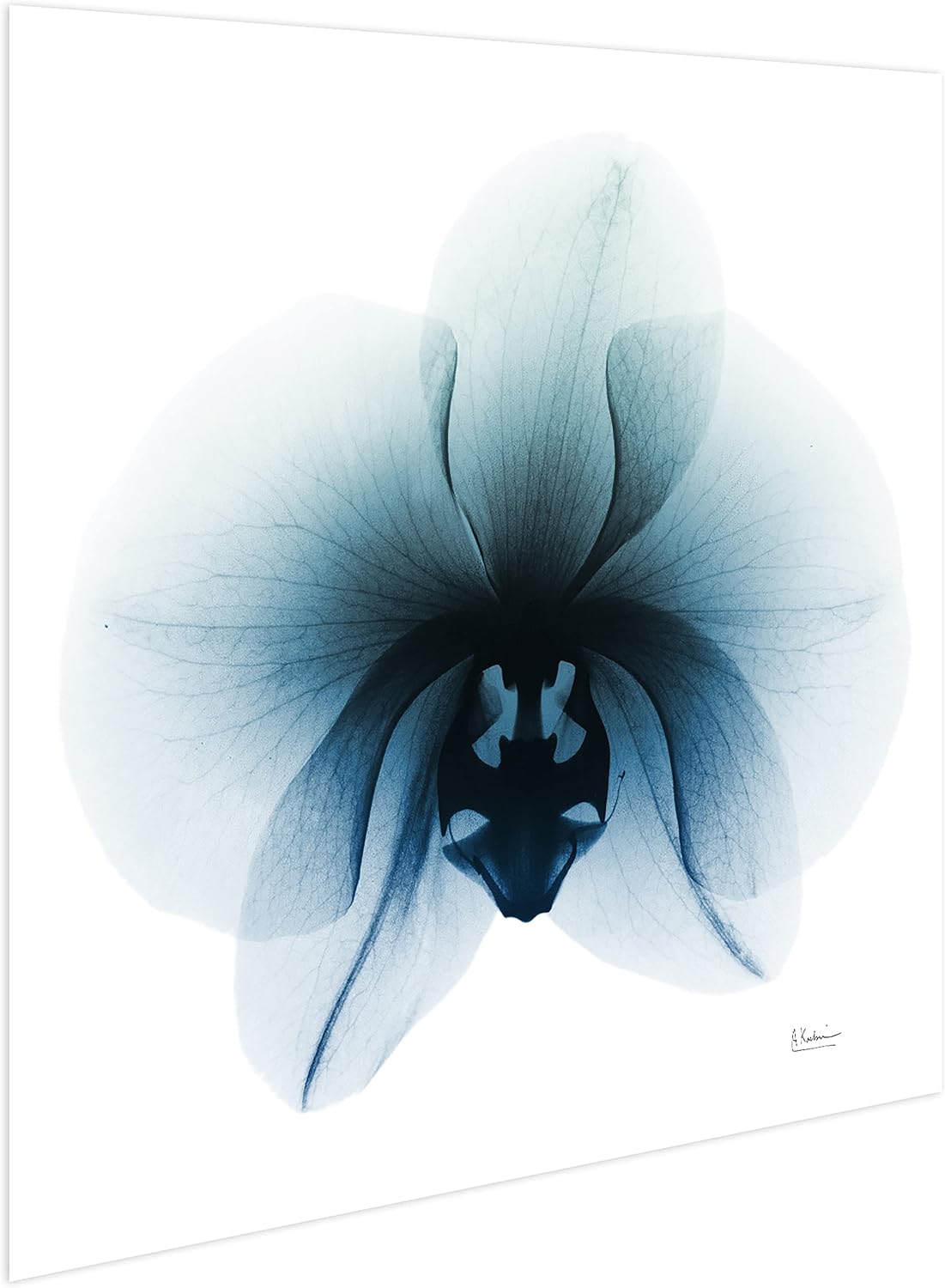 Empire Art Direct Frameless Free Floating Tempered Glass Panel Graphic Wall Art Ready to Hang, 38" x 38", Glacial Orchid