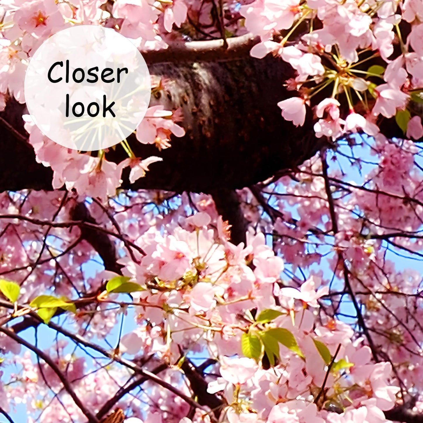 AFZEVEB-Pink Flower Wallpaper Natural Landscape Floral Wall Mural for Bedroom 159"x107"(Not Peel and Stick)