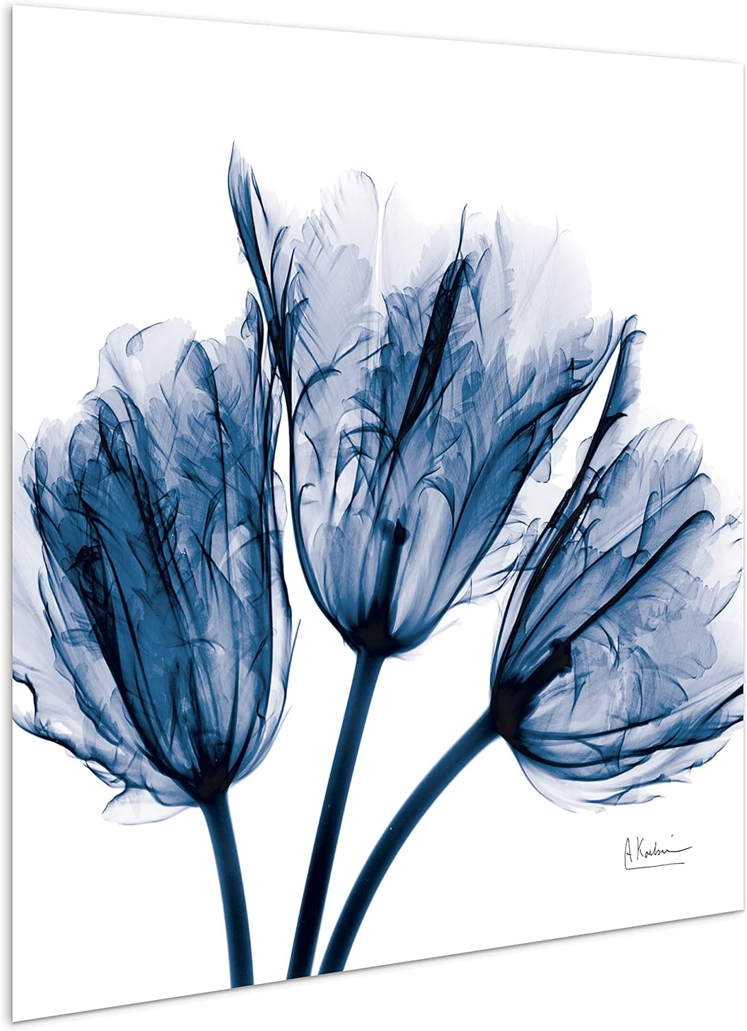 Empire Art Direct - TMP-AK011A-2424 Blue Tulip X-Ray Flower Wall Art on Frameless Free Floating Tempered Glass Panel Ready to Hang, Living Room, Bedroom ＆ Office, 24" x 24" x 0.2"