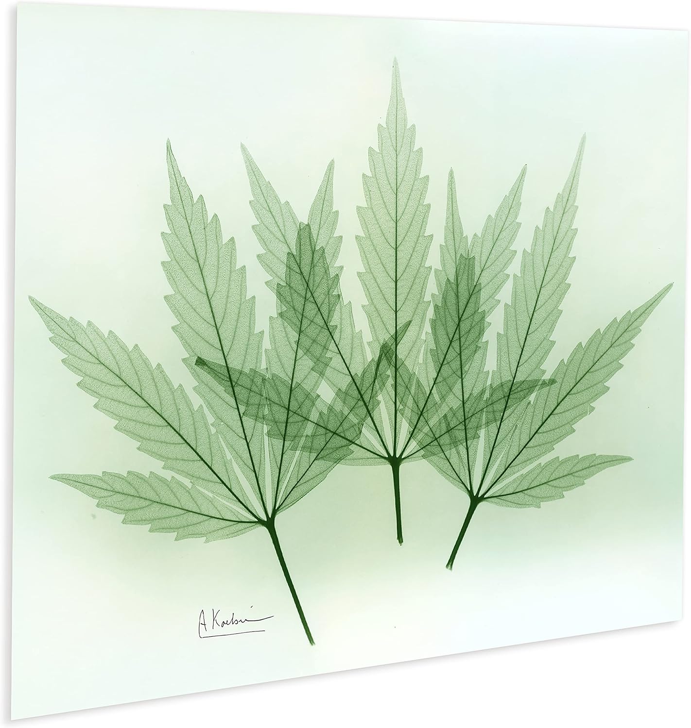 Empire Art Direct Frameless Free Floating Tempered Glass Panel Graphic Wall Art Ready to Hang, 16" x 20", Green Flower