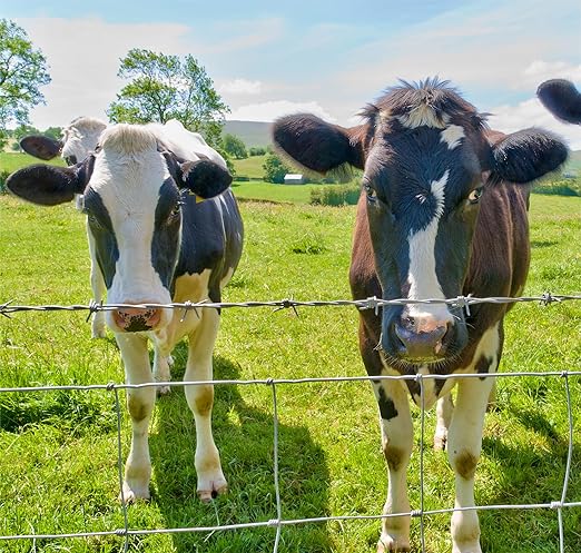 Farm Fence 4ft x 164ft Heavy Zinc Coating Cattle Fence,Galvanized Field Wire Fencing Deer Fence,Goat Fence,Hog Wire Fencing for Yard Livestock & Animals Protection